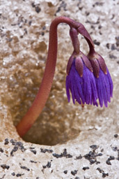 Alpine soldanella in the snow, Aosta, Italy.