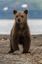 Kamchatka 2012