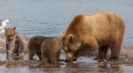 Kamchatka 2017